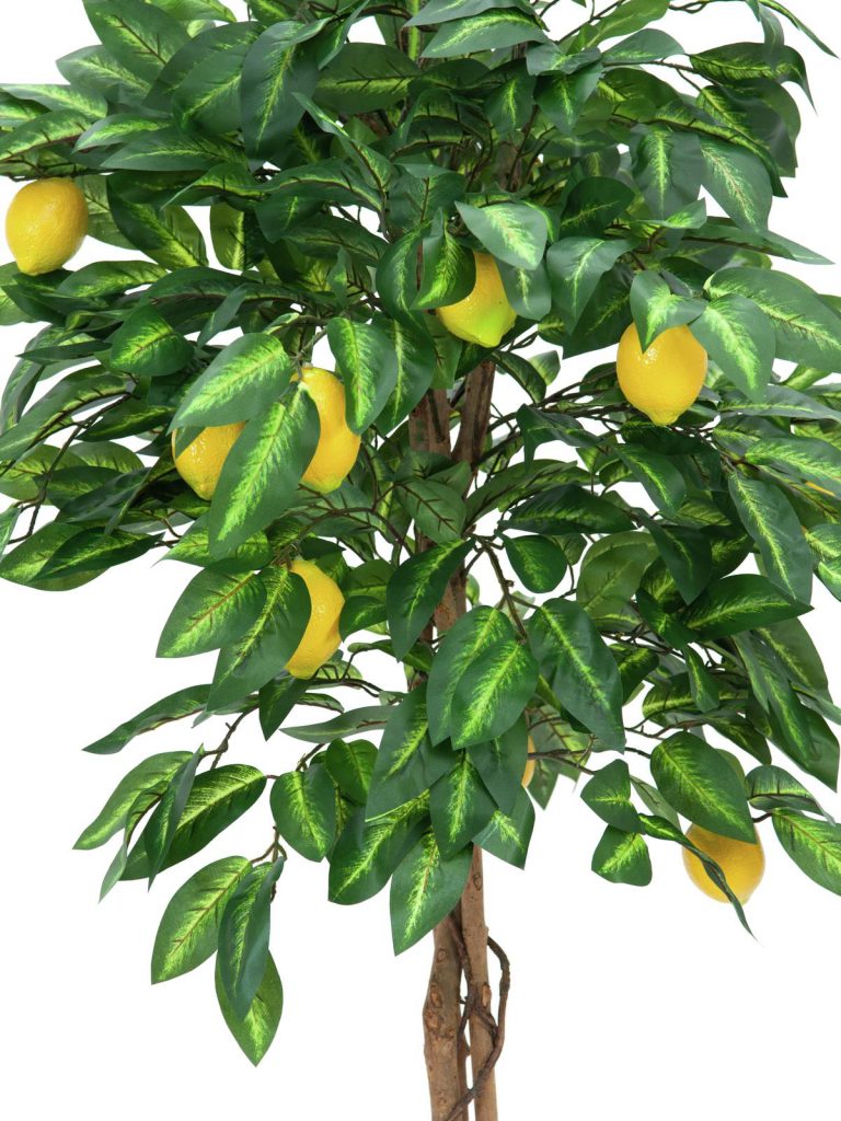 EUROPALMS Lemon Tree, 180cm