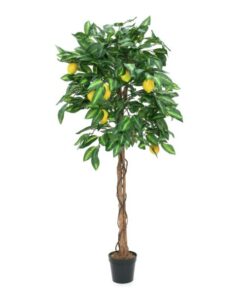 EUROPALMS Lemon Tree, 180cm