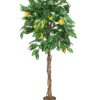EUROPALMS Lemon tree, 150cm