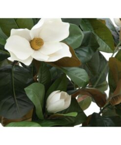 EUROPALMS Magnolia tree, 150cm