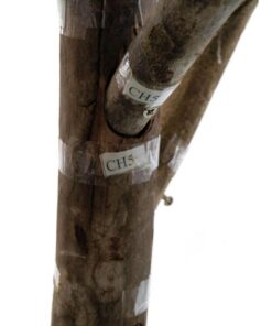 EUROPALMS Magnolia tree, 150cm