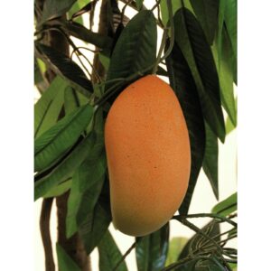 EUROPALMS Mango tree with fruits, 165cm