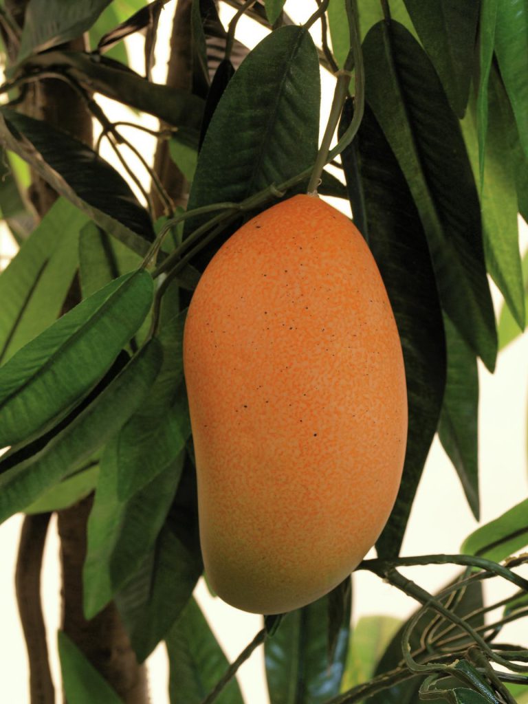 EUROPALMS Mango tree with fruits, 165cm