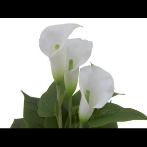 EUROPALMS Mini Calla, White, 43cm