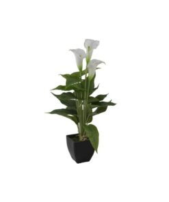 EUROPALMS Mini Calla, White, 43cm