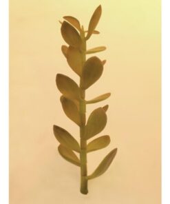 EUROPALMS Money tree shoot, 30cm