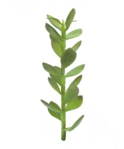 EUROPALMS Money tree shoot, 30cm