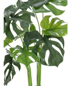 EUROPALMS Monstera deliciosa, 90cm