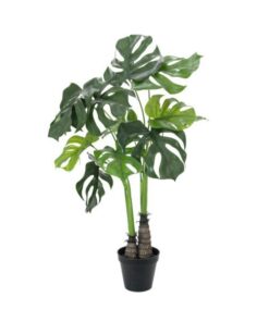 EUROPALMS Monstera deliciosa, 90cm