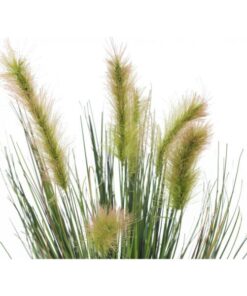 EUROPALMS Moor-grass in pot, 60cm