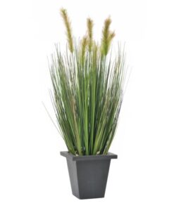EUROPALMS Moor-grass in pot, 60cm