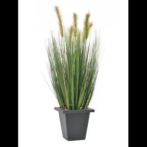 EUROPALMS Moor-grass in pot, 60cm