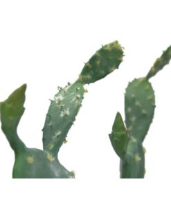 EUROPALMS Nopal cactus, 76cm