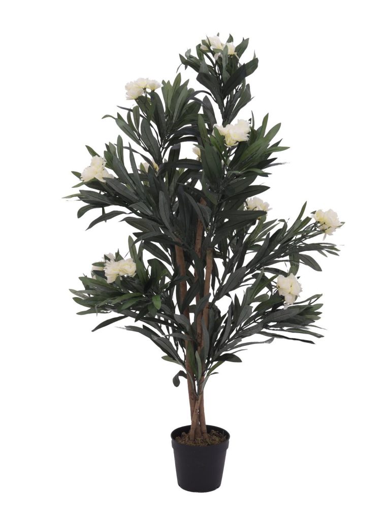 EUROPALMS Oleander tree, white, 120 cm