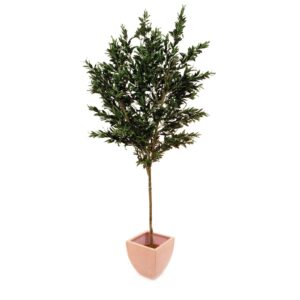 EUROPALMS Olive tree with fruits, 250cm
