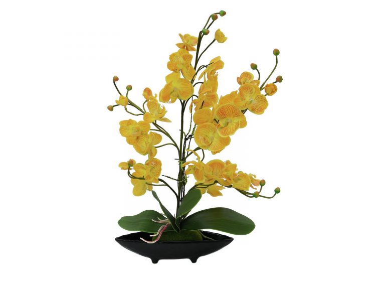 EUROPALMS Orchid Arrangement EVA, yellow