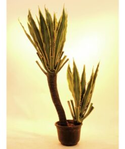 EUROPALMS Orchid-Cactus, 160cm