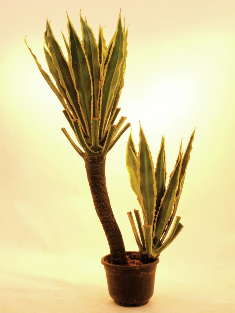 EUROPALMS Orchid-Cactus, 160cm