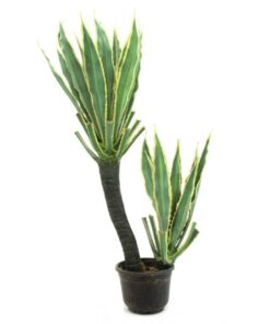 EUROPALMS Orchid-Cactus, 160cm