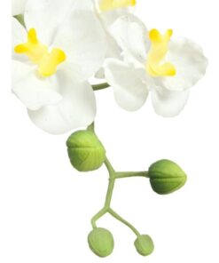 EUROPALMS Orchid arrangement 1