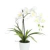 EUROPALMS Orchid arrangement 1