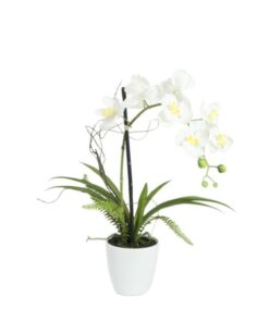 EUROPALMS Orchid arrangement 1