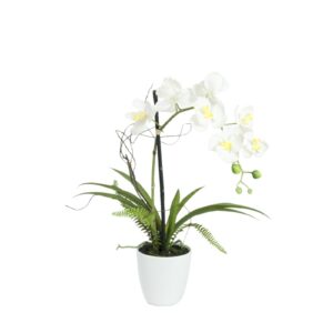 EUROPALMS Orchid arrangement 1