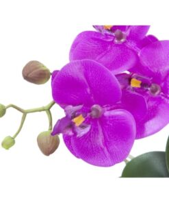 EUROPALMS Orchid arrangement 4