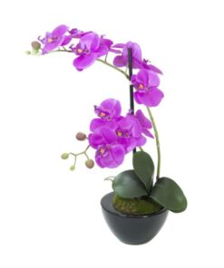 EUROPALMS Orchid arrangement 4