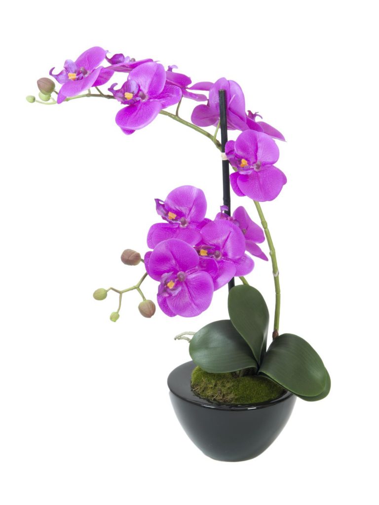 EUROPALMS Orchid arrangement 4