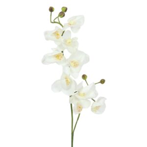 EUROPALMS Orchid spray, cream-white, 100cm