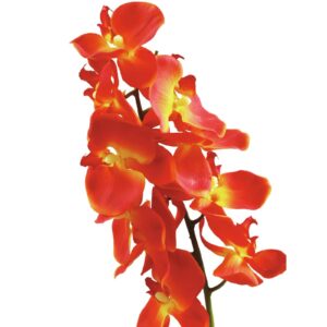 EUROPALMS Orchid spray, orange, 70cm