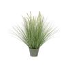 EUROPALMS Ornamental blooming grass, 70cm