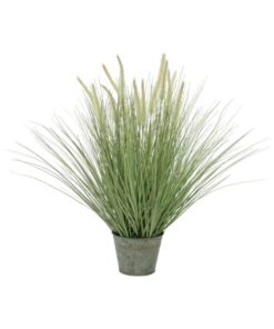 EUROPALMS Ornamental blooming grass, 70cm