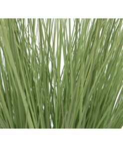 EUROPALMS Ornamental grass, 65cm
