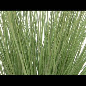 EUROPALMS Ornamental grass, 65cm