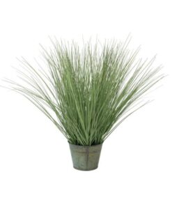 EUROPALMS Ornamental grass, 65cm
