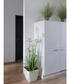 EUROPALMS Ornamental grass, 65cm