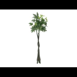 EUROPALMS Pachira balltree, 160cm