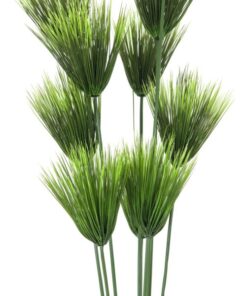 EUROPALMS Papyrus plant, 150cm