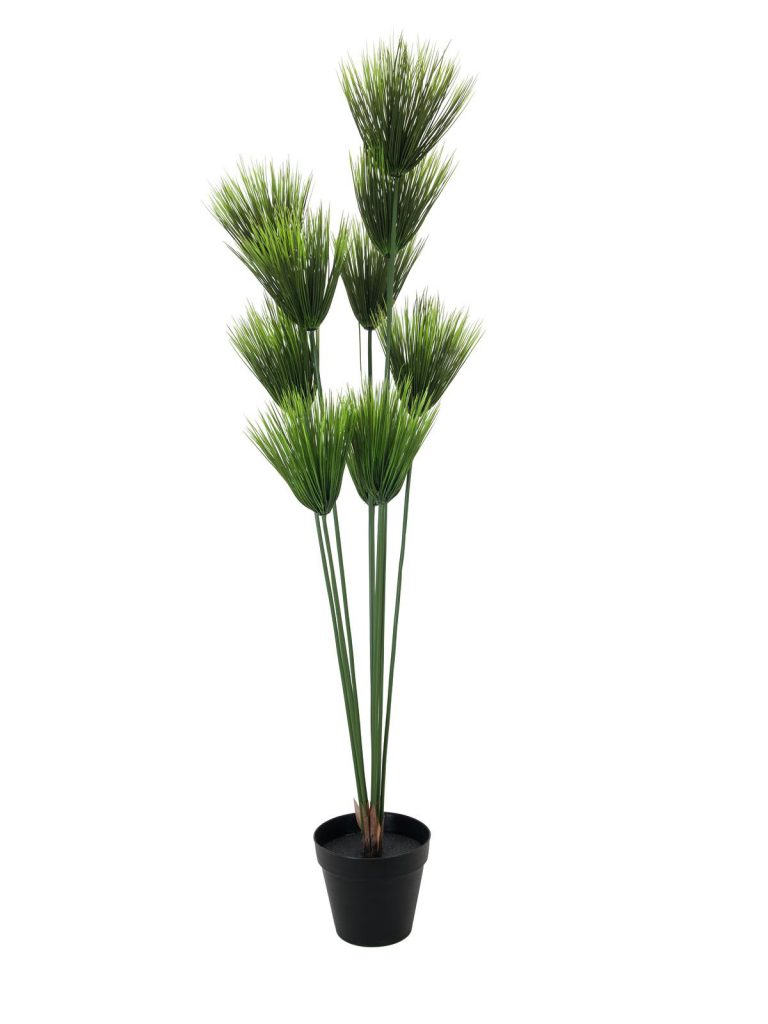 EUROPALMS Papyrus plant, 150cm