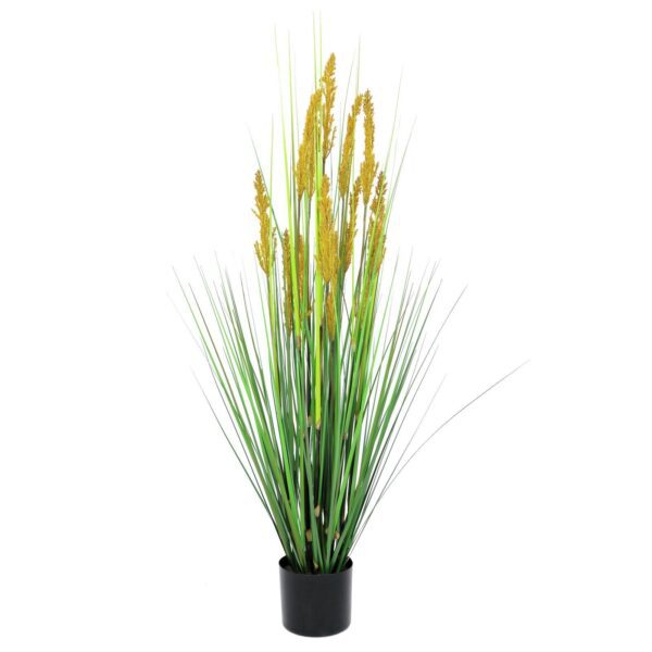 EUROPALMS Parrot grass, 120cm