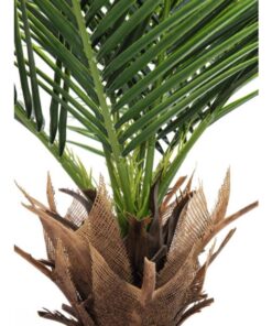 EUROPALMS Phoenix deluxe, 220cm