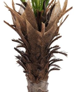 EUROPALMS Phoenix deluxe, 220cm