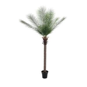 EUROPALMS Phoenix deluxe, 220cm