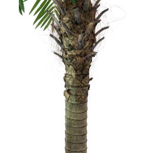 EUROPALMS Phoenix palm tree luxor, 150cm