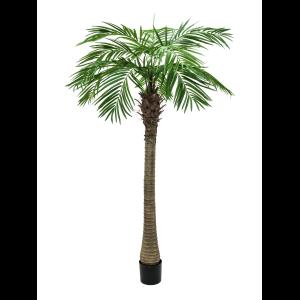 EUROPALMS Phoenix palm tree luxor, 210cm