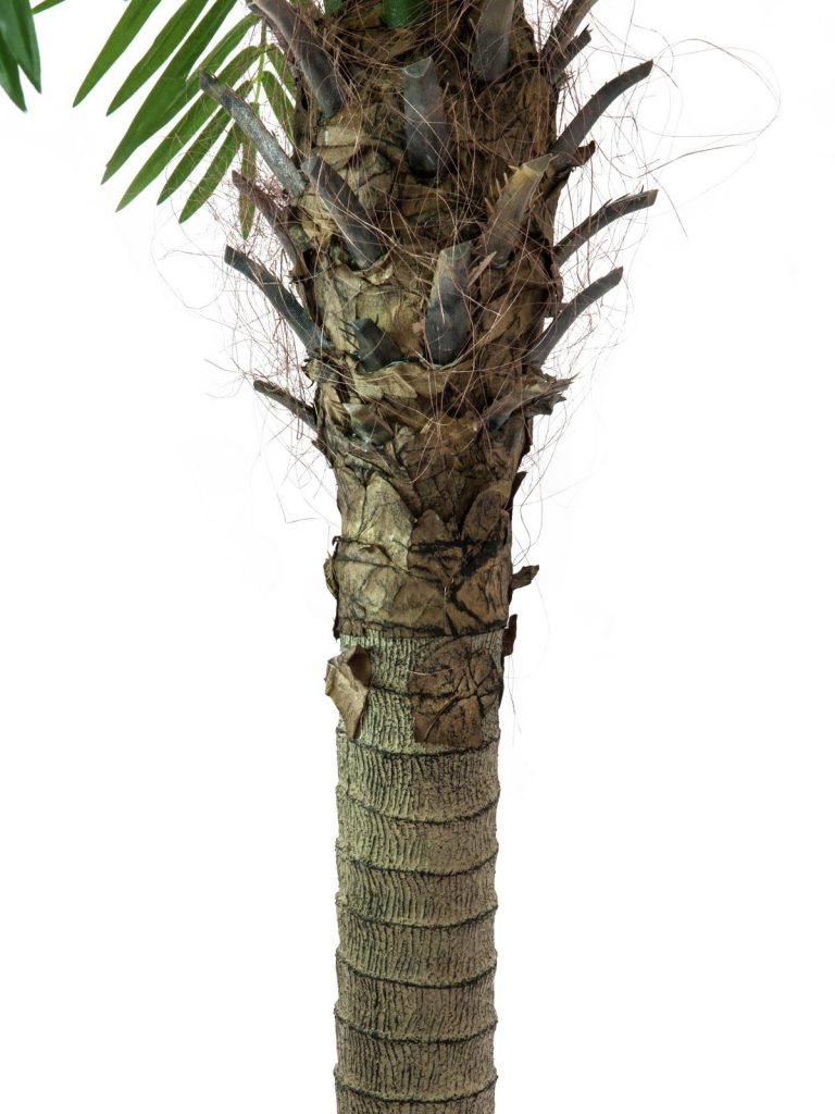 EUROPALMS Phoenix palm tree luxor, 300cm