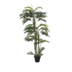 EUROPALMS Phoenix palm with multiple trunk, 170cm