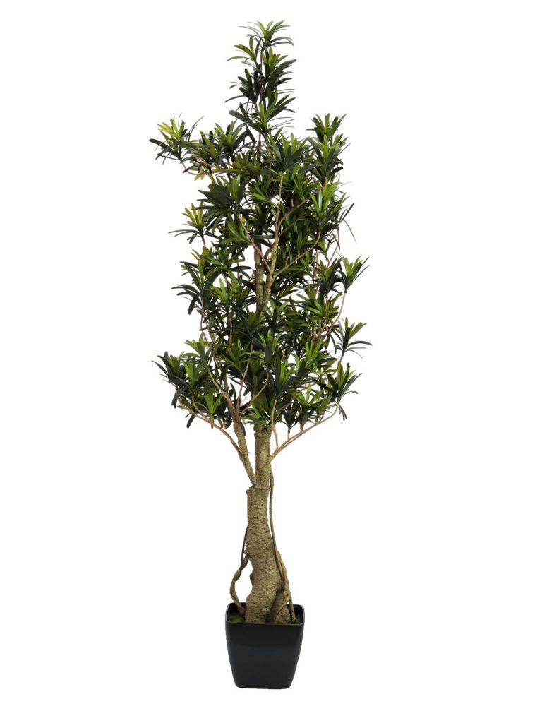 EUROPALMS Podocarpus tree, 115cm
